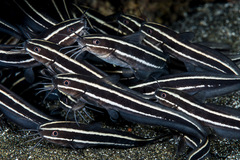 Plotosus lineatus
