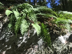 Polypodium virginianum