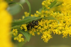 Ancistrocerus catskill