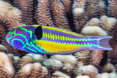 Thalassoma quinquevittatum