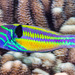Fivestripe Wrasse - Photo (c) François Libert, some rights reserved (CC BY-NC-SA), uploaded by François Libert