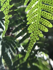 Polypodium virginianum