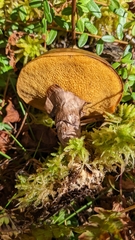 Suillus salmonicolor