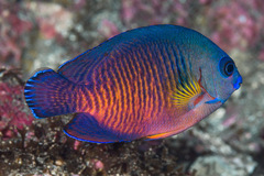 Centropyge bispinosa