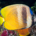 Blacklip Butterflyfish - Photo (c) François Libert, some rights reserved (CC BY-NC-SA), uploaded by François Libert