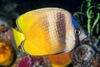 Blacklip Butterflyfish - Photo (c) François Libert, some rights reserved (CC BY-NC-SA), uploaded by François Libert