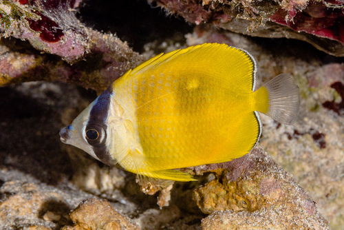 Blacklip Butterflyfish