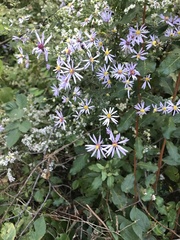 Symphyotrichum shortii