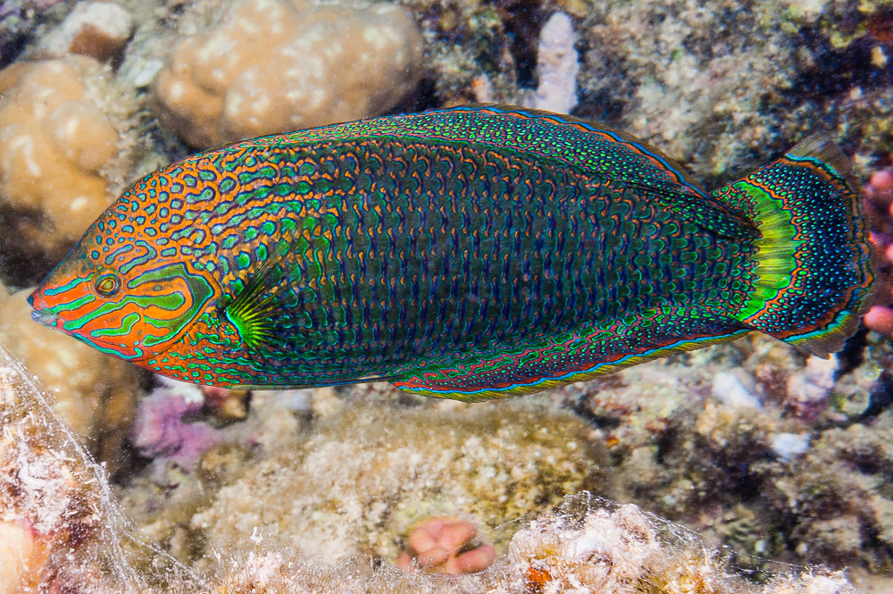 Dusky Wrasse