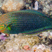 Dusky Wrasse - Photo (c) François Libert, some rights reserved (CC BY-NC-SA), uploaded by François Libert