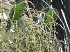 Brotogeris tirica