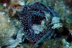 Sphaerechinus granularis