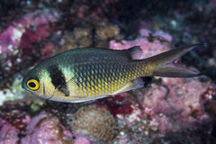 Chromis torquata