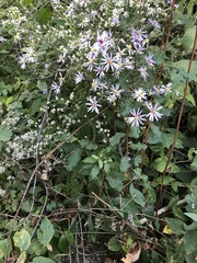 Symphyotrichum shortii