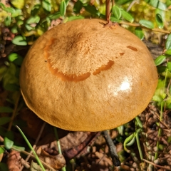 Suillus salmonicolor