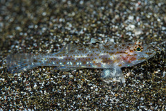 Fusigobius duospilus