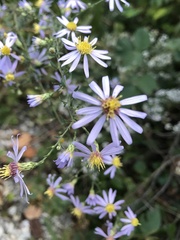 Symphyotrichum shortii