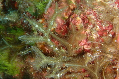 Dictyopteris polypodioides