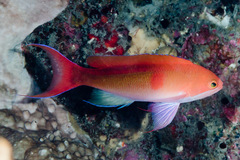 Pseudanthias cooperi