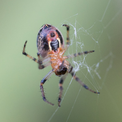 Alpaida veniliae