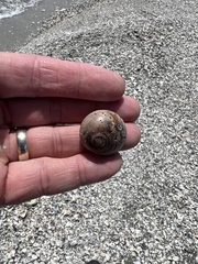 Neverita duplicata