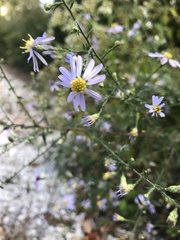 Symphyotrichum shortii