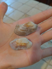 Lamarcka imbricata