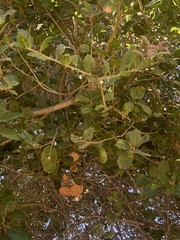 Quercus agrifolia