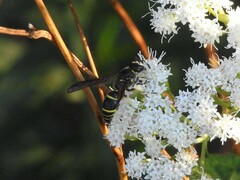 Ancistrocerus