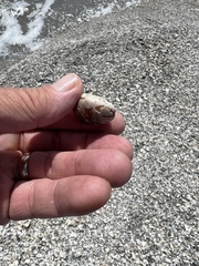 Neverita duplicata