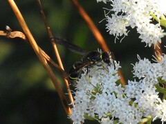 Ancistrocerus