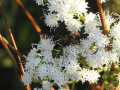 Ancistrocerus