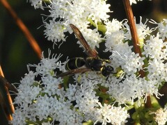 Ancistrocerus