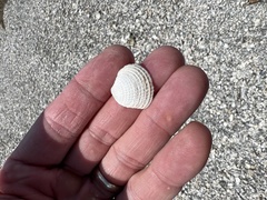 Chione elevata
