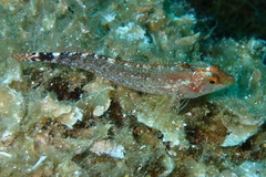 Tripterygion delaisi