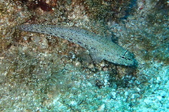 Gobius incognitus