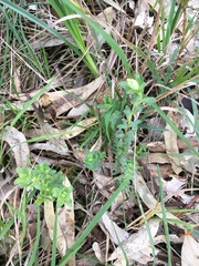 Pimelea humilis