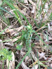 Pimelea humilis