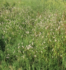 Persicaria bicornis