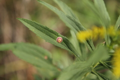 Asteromyia carbonifera