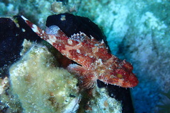 Scorpaena maderensis