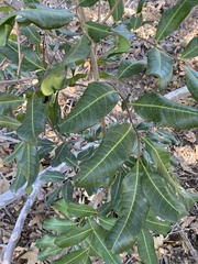 Cupaniopsis anacardioides