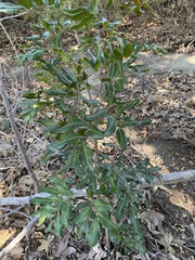 Cupaniopsis anacardioides