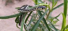 Thamnophis pulchrilatus