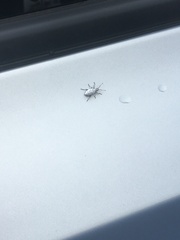 Myllocerus undecimpustulatus