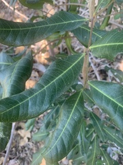 Cupaniopsis anacardioides