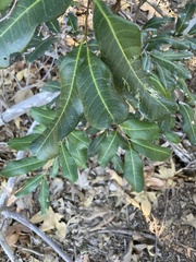 Cupaniopsis anacardioides