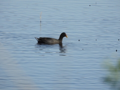 Fulica rufifrons