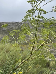 Anginon difforme