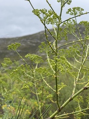 Anginon difforme
